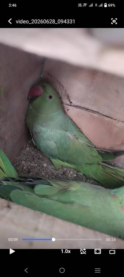 Ringneck Breeder Pair
