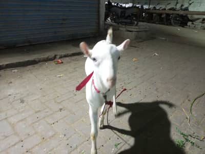Russian teddy zero size white eyes gulabi breed