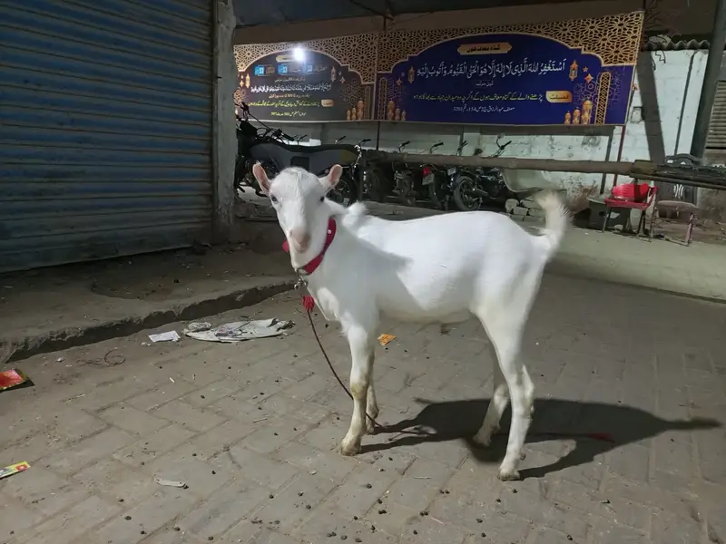 Russian teddy zero size white eyes gulabi breed — photo 2