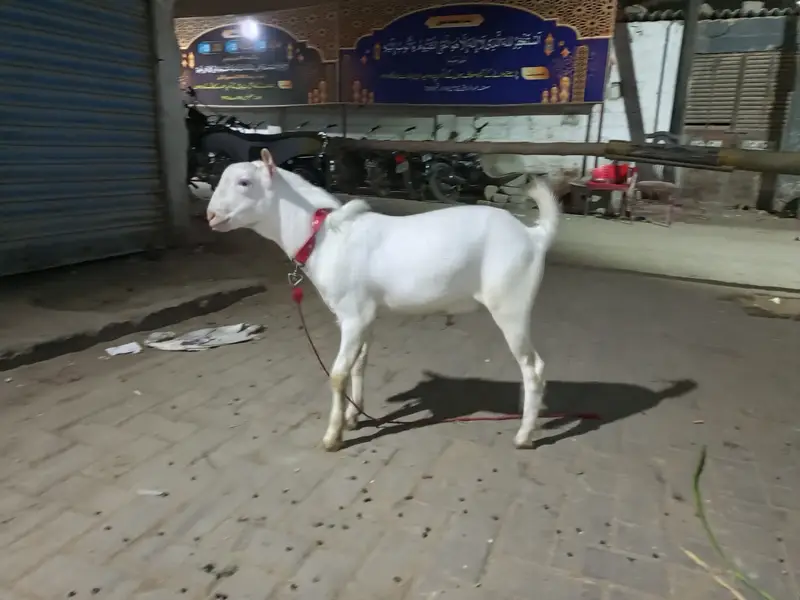 Russian teddy zero size white eyes gulabi breed — photo 3