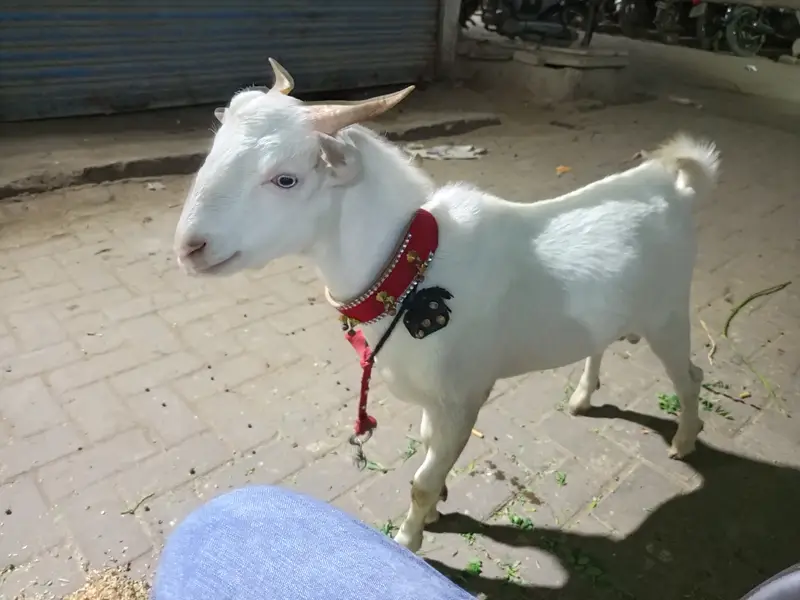 Russian teddy zero size white eyes gulabi breed — photo 4