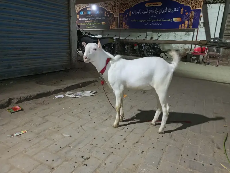 Russian teddy zero size white eyes gulabi breed — photo 6