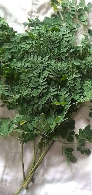 Moringa 1