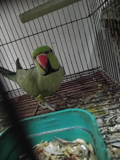 Green Ringneck
