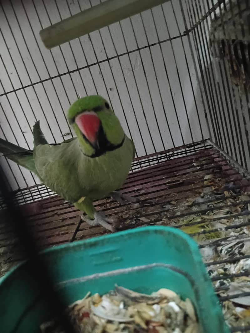 Green Ringneck 0