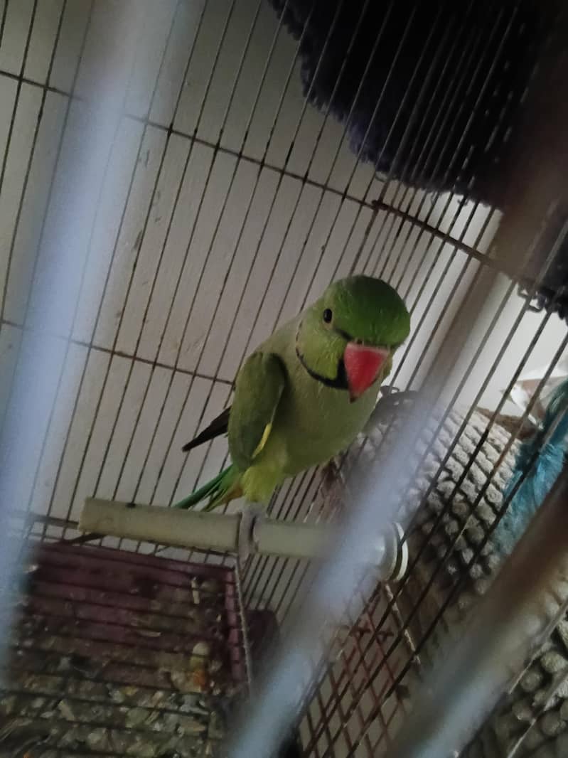 Green Ringneck 1