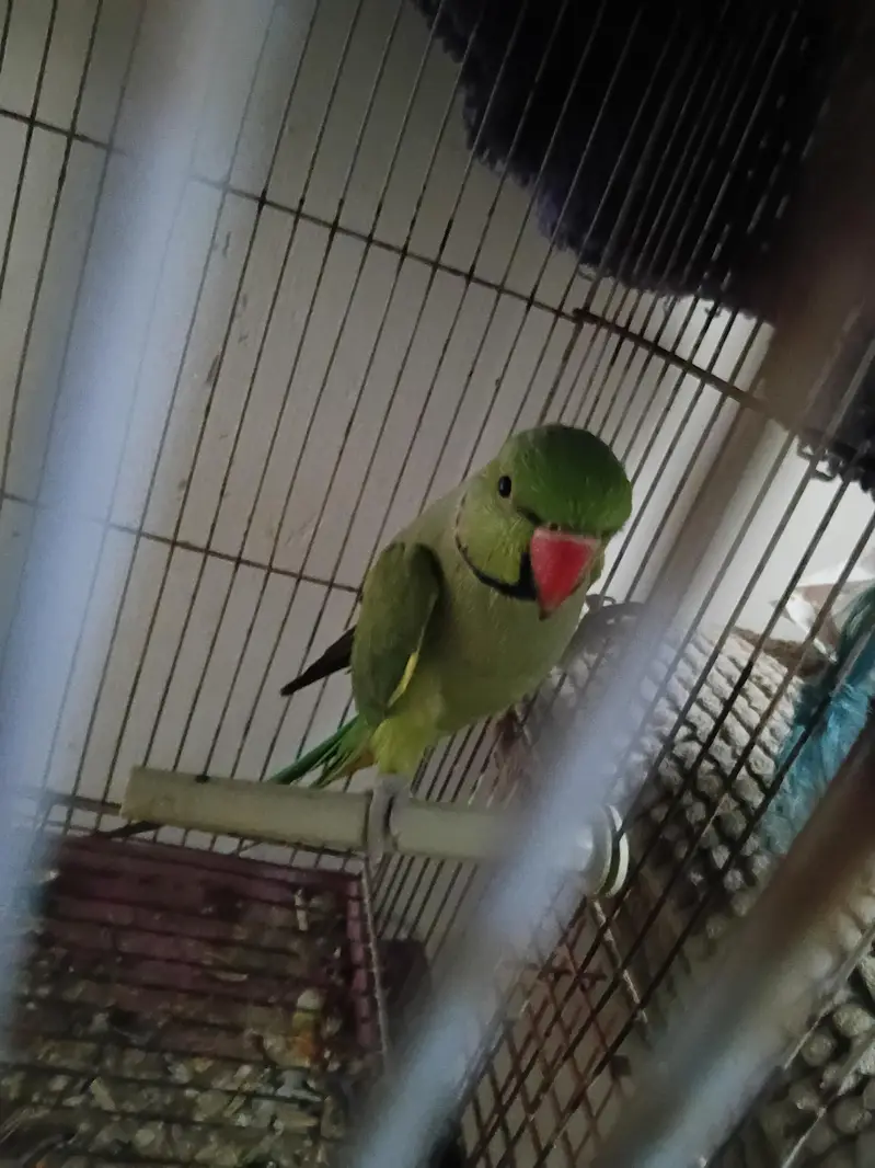 Green Ringneck — photo 2
