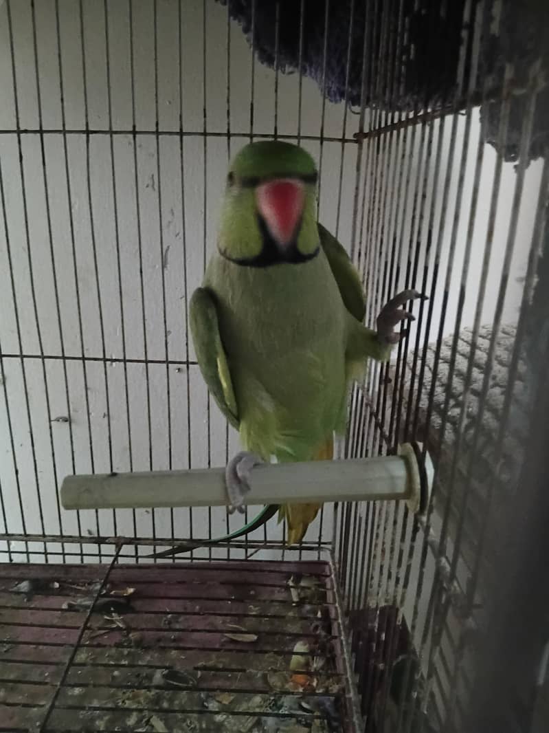Green Ringneck 2