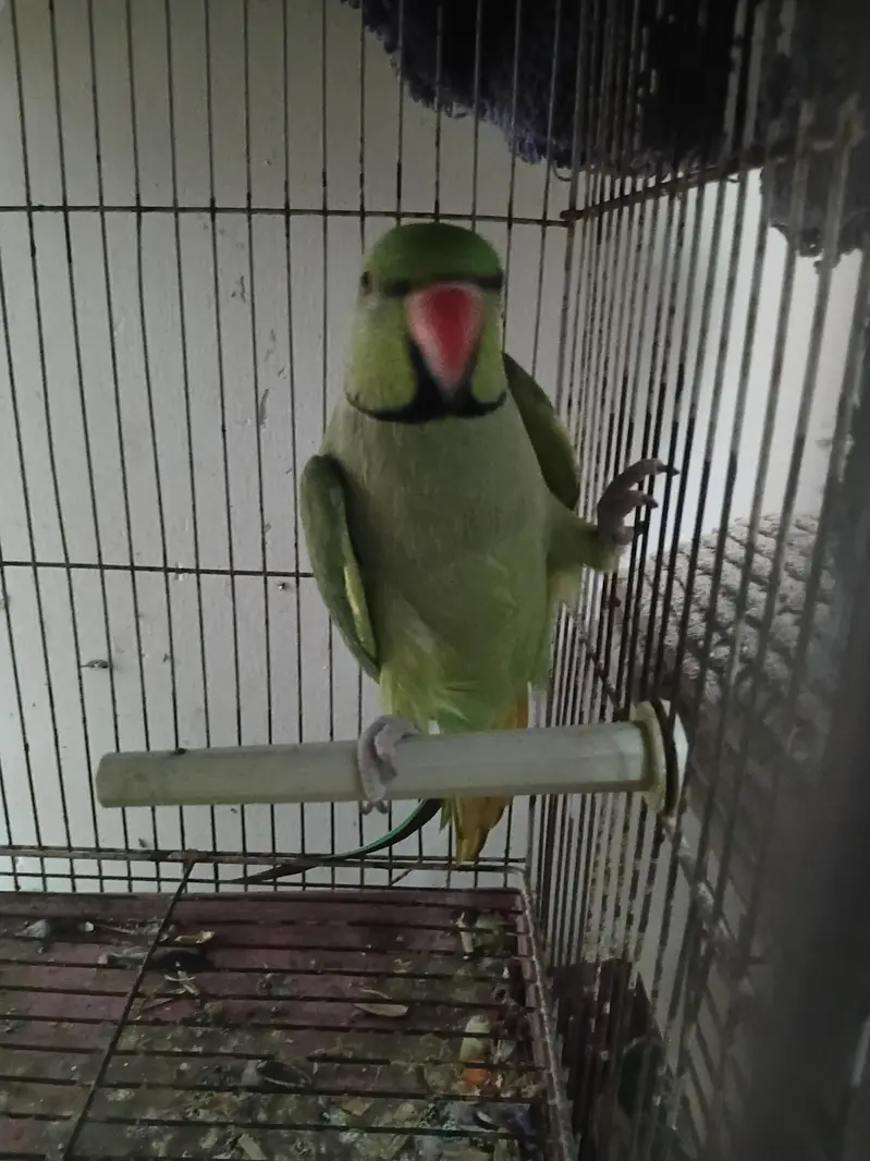 Green Ringneck — photo 3