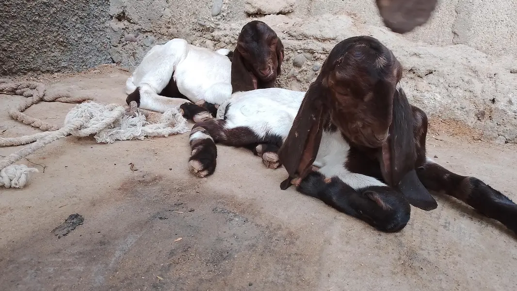 kamori Nasal goat