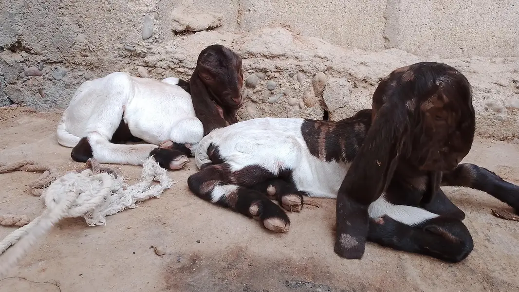 kamori Nasal goat — photo 3