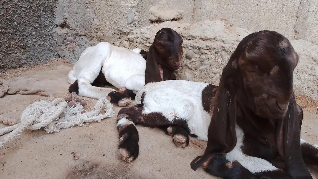 kamori Nasal goat — photo 4