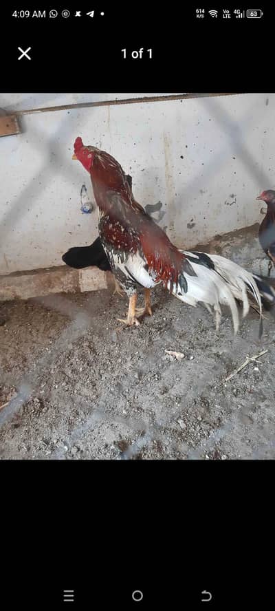 high coliti cheena murga for sale