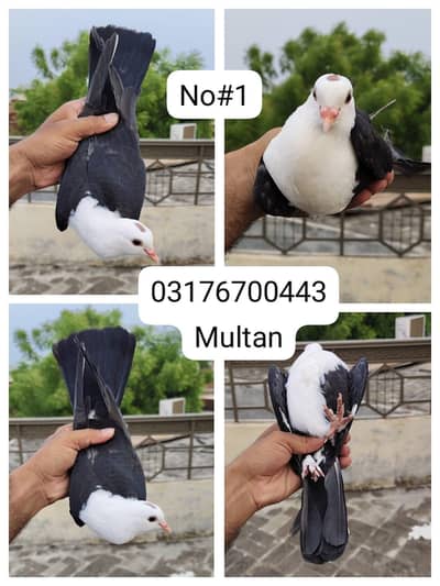 Karbalaai | Pigeon | male | pair |
