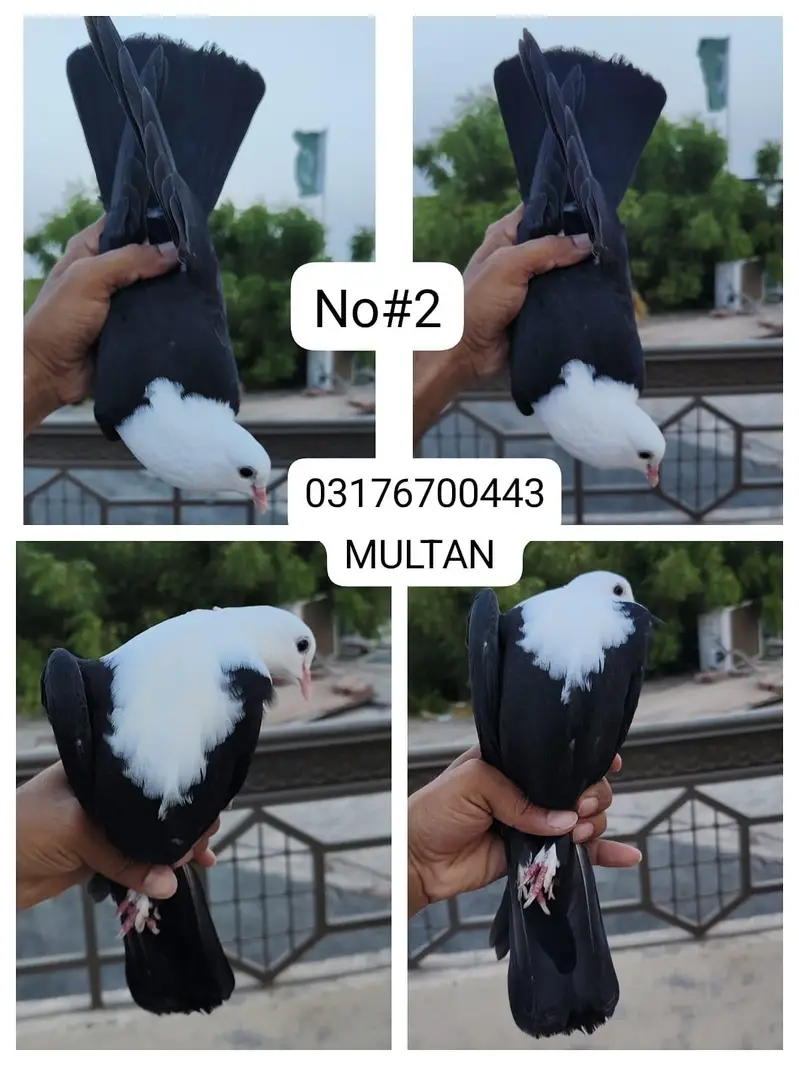 Karbalaai | Pigeon | male | pair | — photo 2