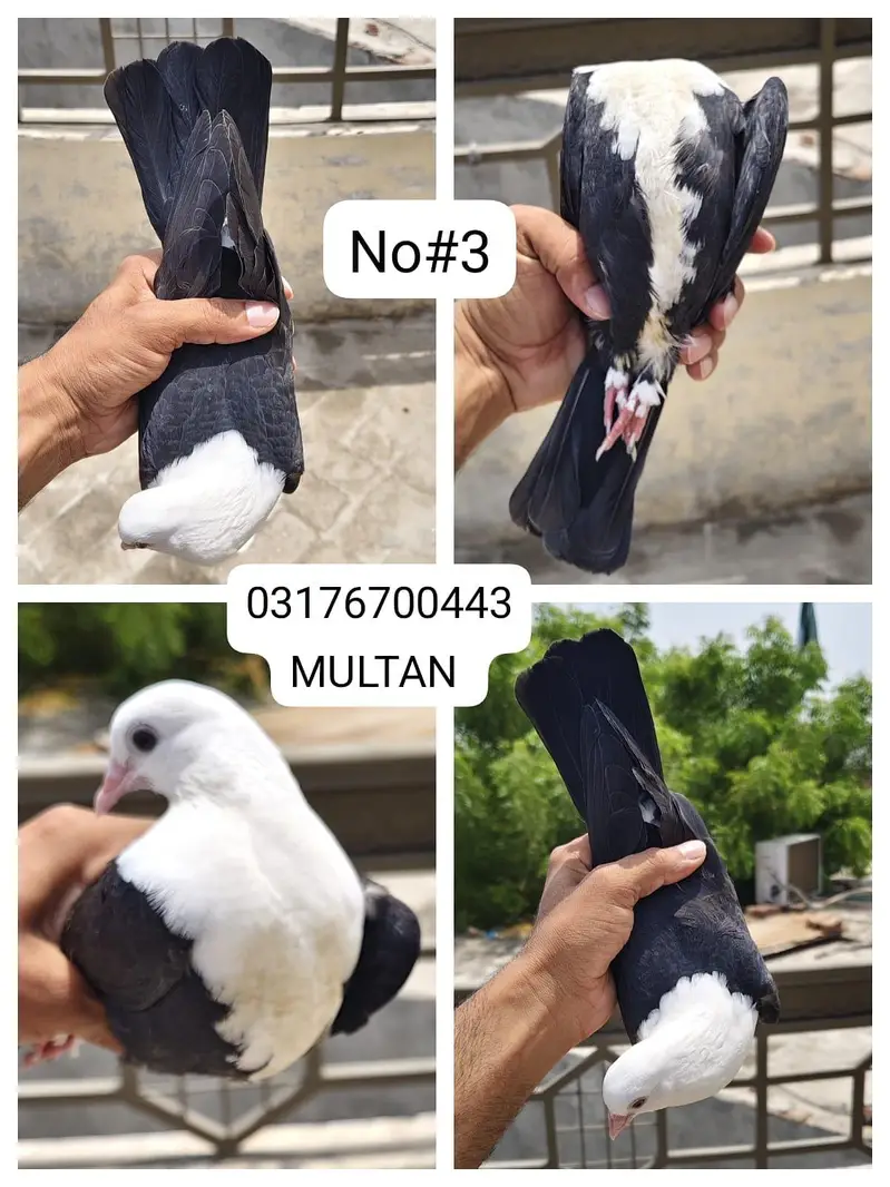 Karbalaai | Pigeon | male | pair | — photo 3