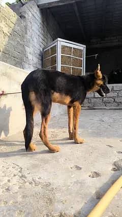 German shepherd puppy for sale contact me 03715630091 what's pp