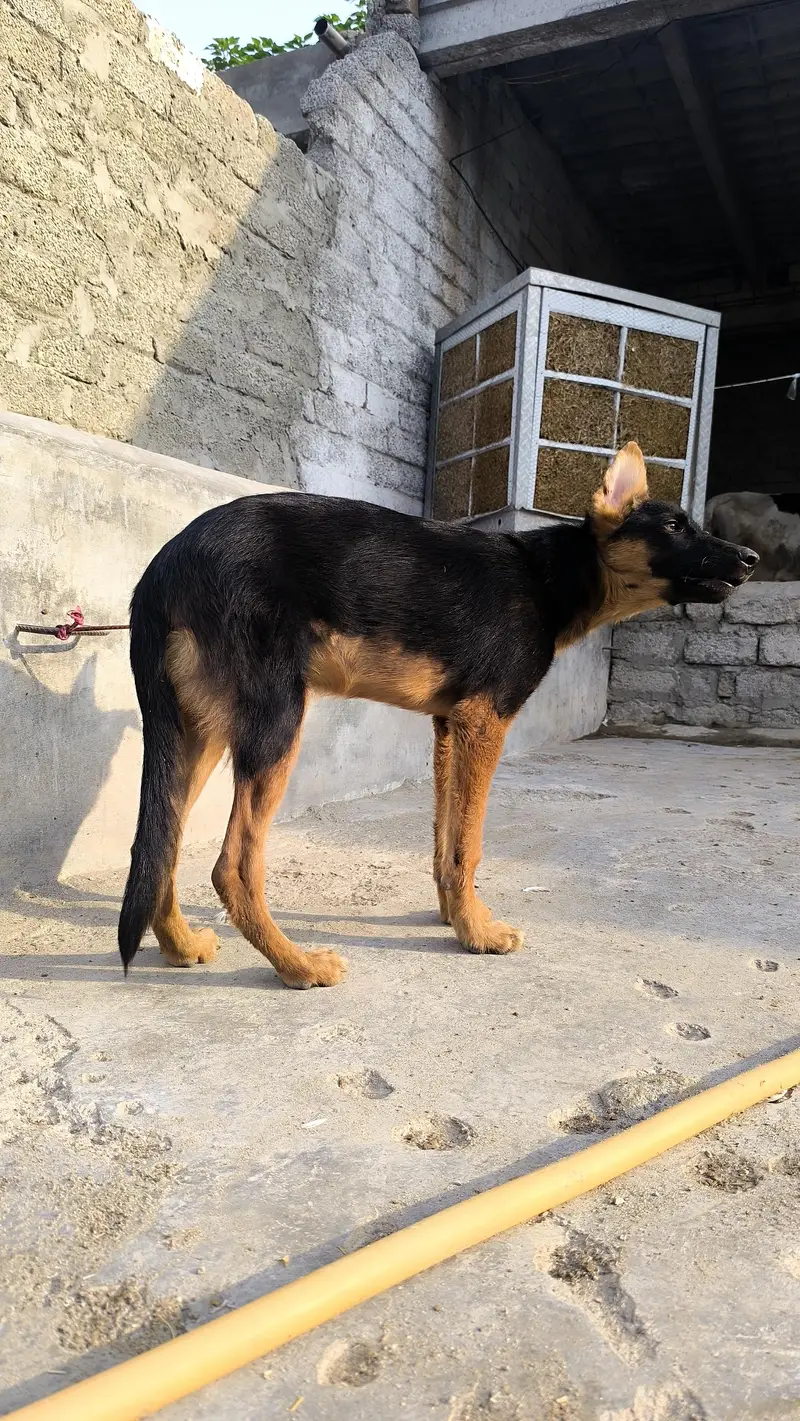 German shepherd puppy for sale contact me 03715630091 what's pp — photo 2