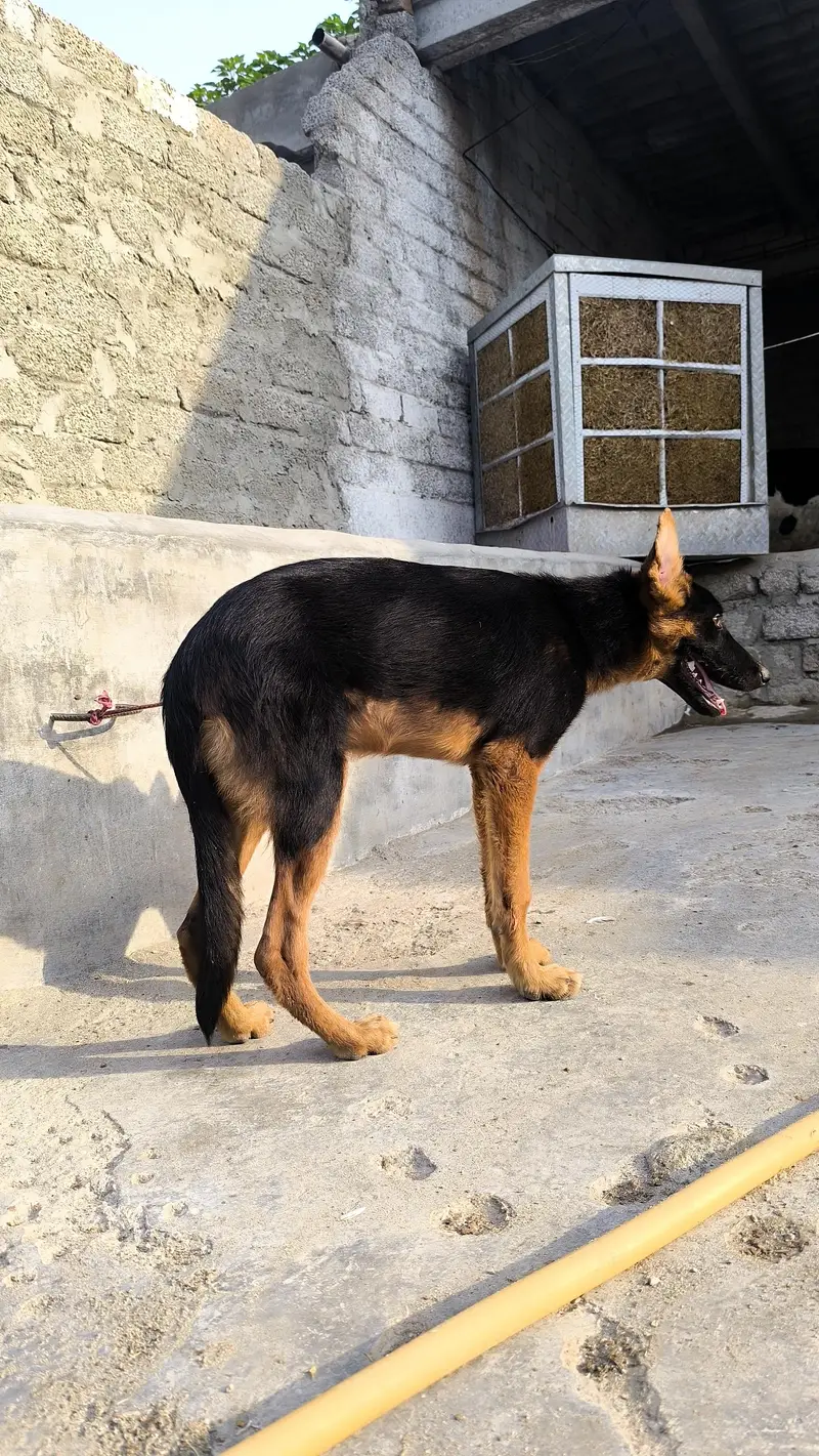 German shepherd puppy for sale contact me 03715630091 what's pp — photo 3