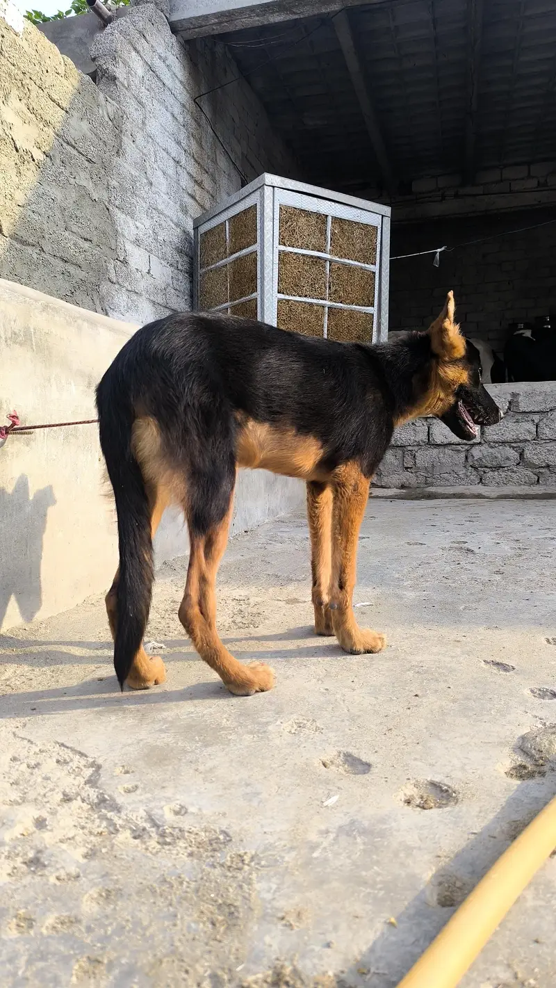 German shepherd puppy for sale contact me 03715630091 what's pp — photo 4