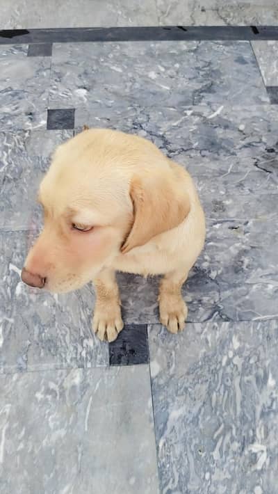 Labrador