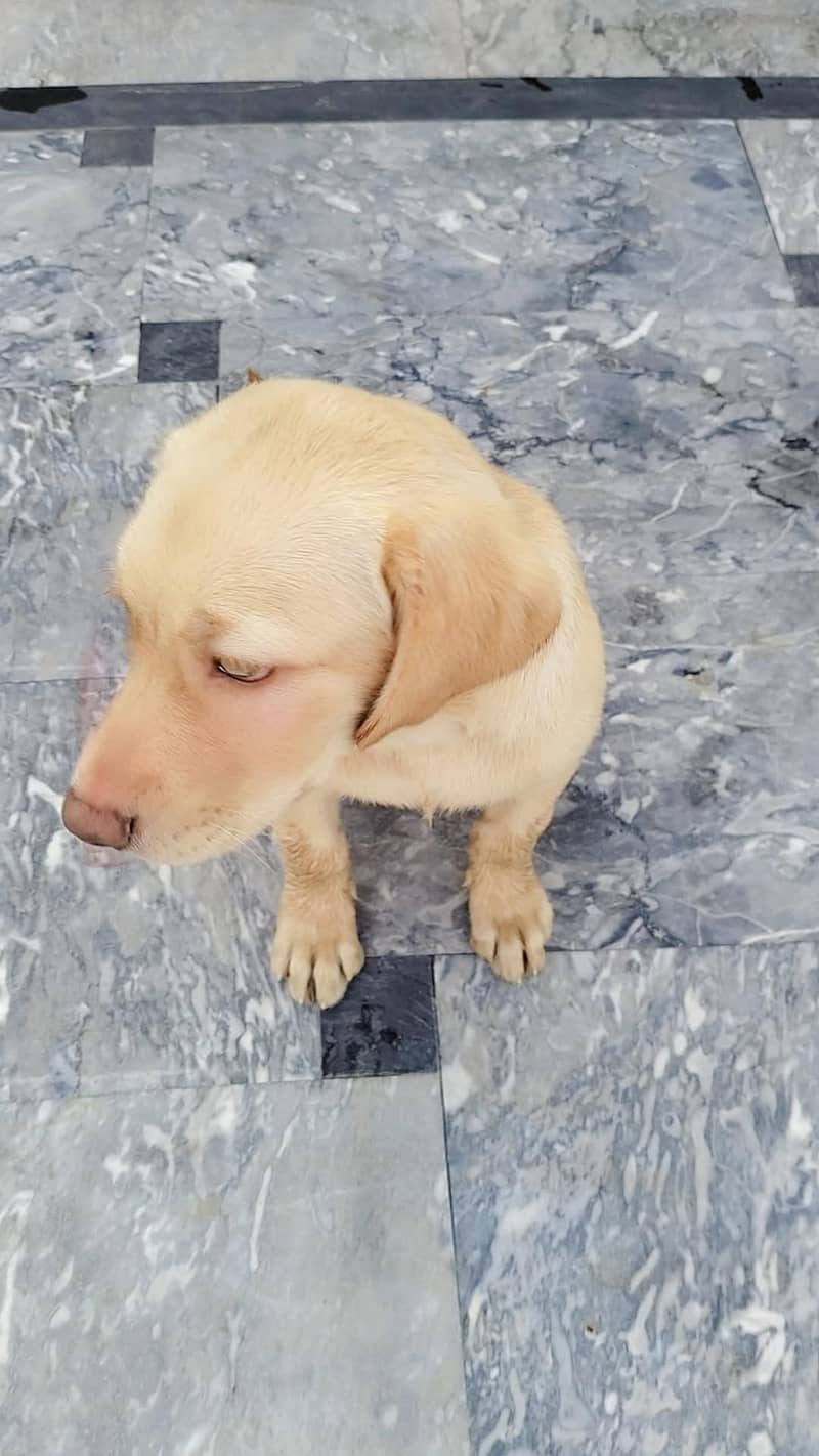 Labrador 0