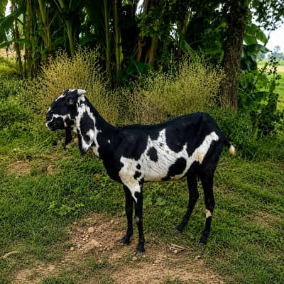 Beautiful beetal cross goat . Bakri for sale