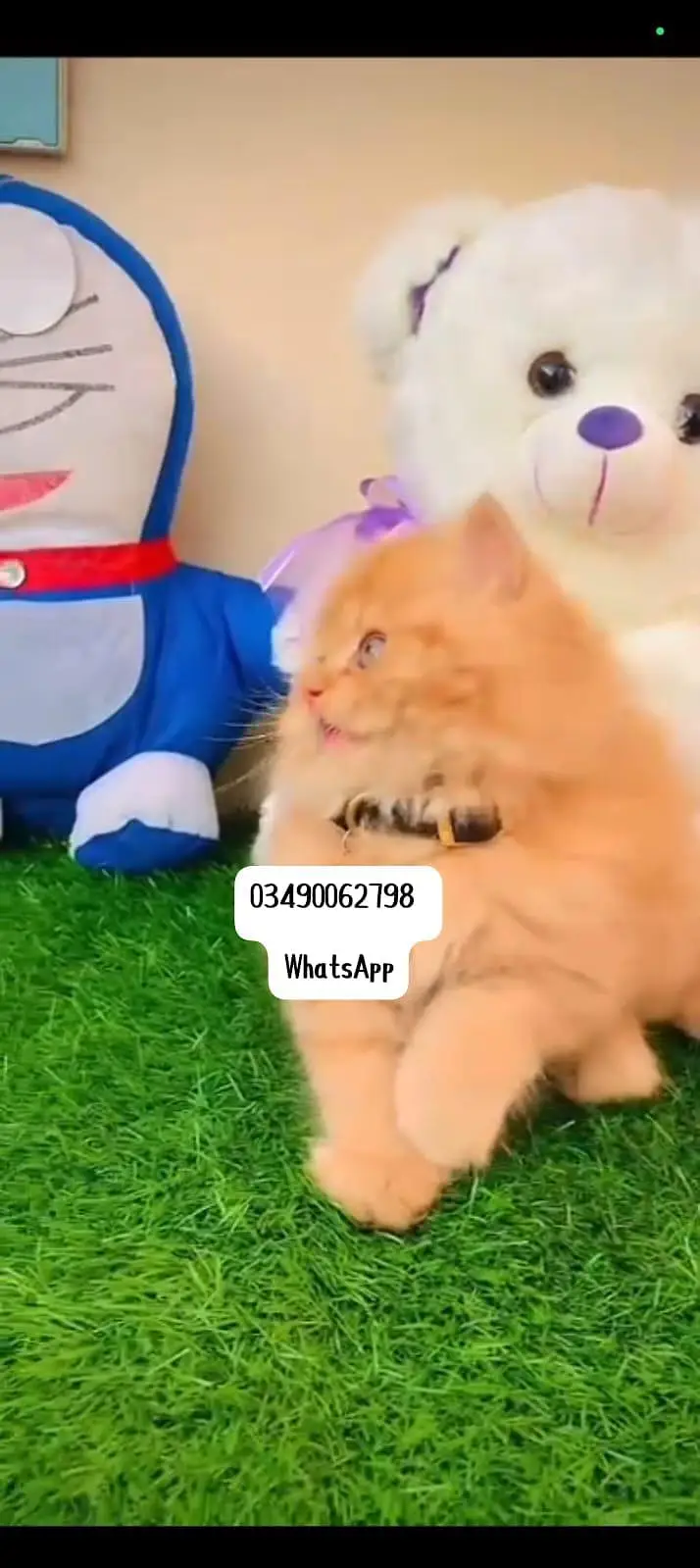 Persian cat 3 coated 5 phase vaccinated delivery all Pakistan — photo 2