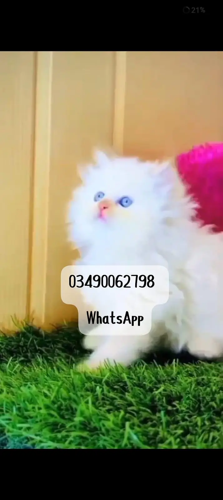 Persian cat 3 coated 5 phase vaccinated delivery all Pakistan — photo 3