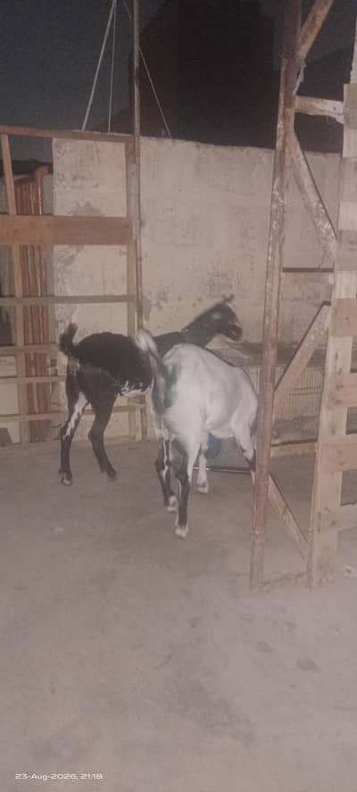 Teddy goats Male & female of same age