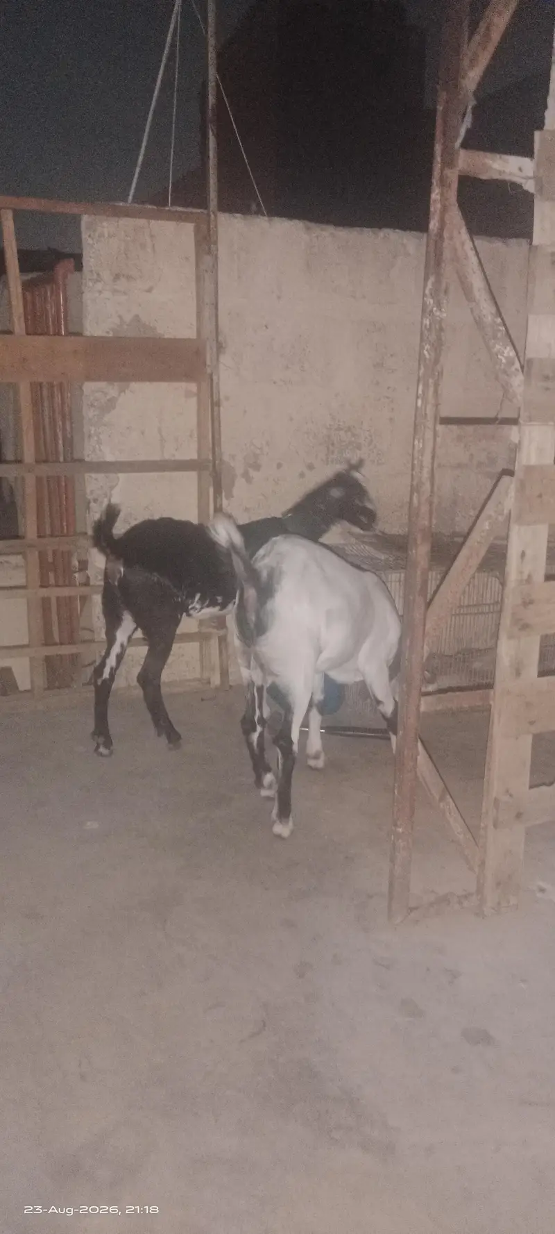 Teddy goats Male & female of same age