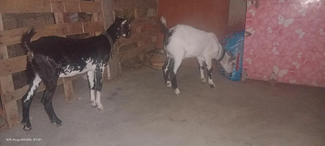 Teddy goats Male & female of same age — photo 3
