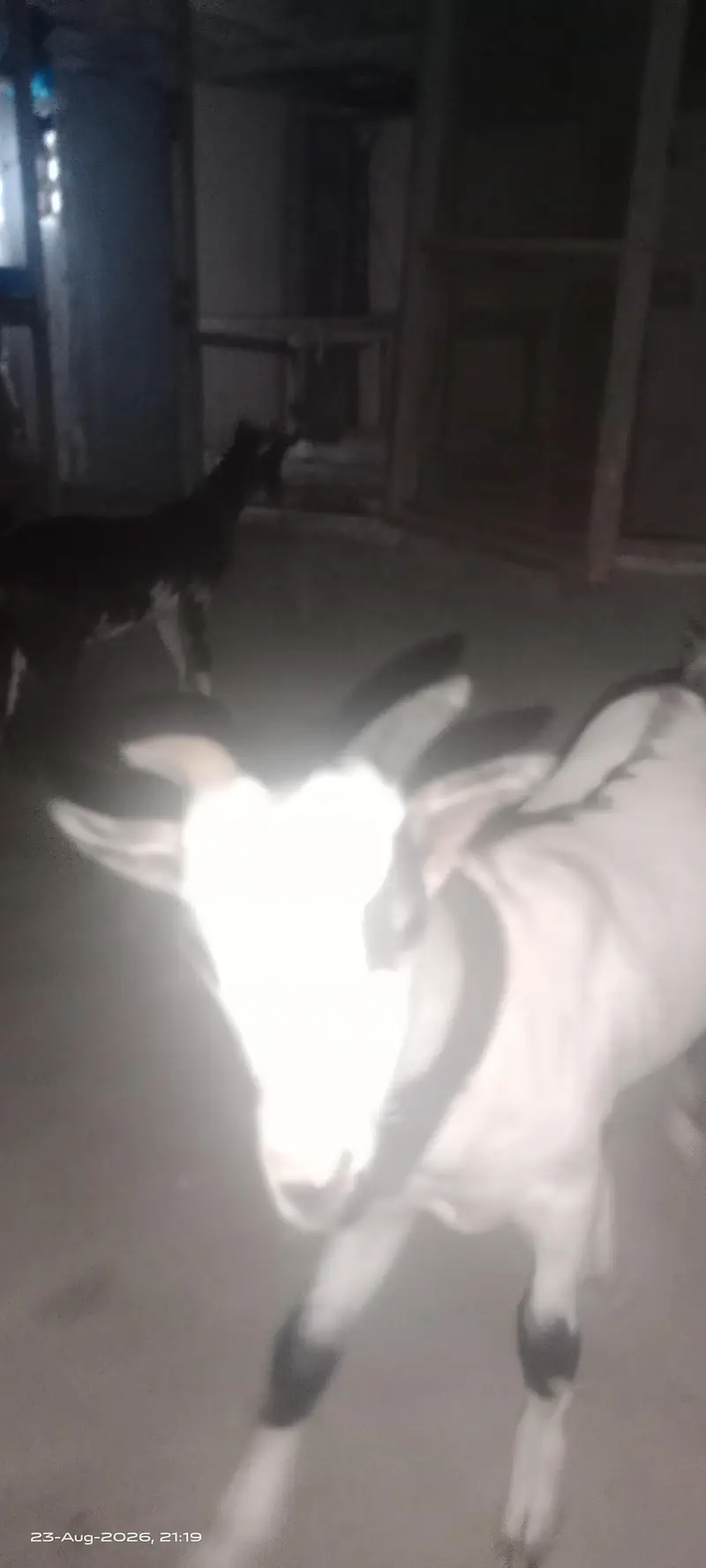 Teddy goats Male & female of same age — photo 4