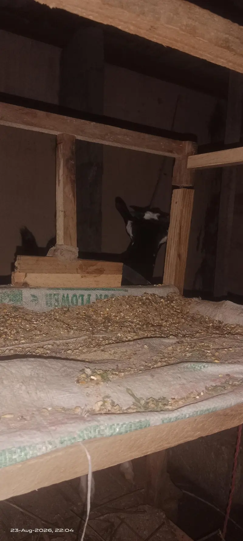 Teddy goats Male & female of same age — photo 5