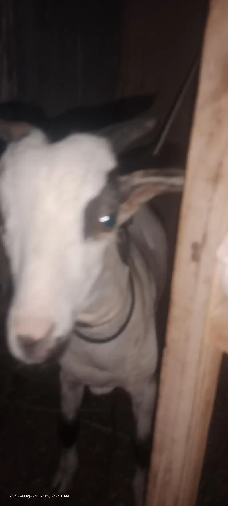 Teddy goats Male & female of same age — photo 6