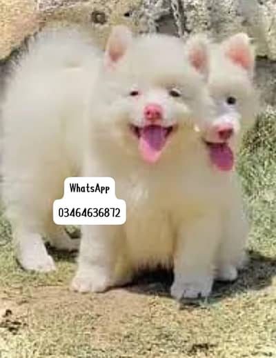 Russian puppy dogs 2 month age full active delivery or Pakistan