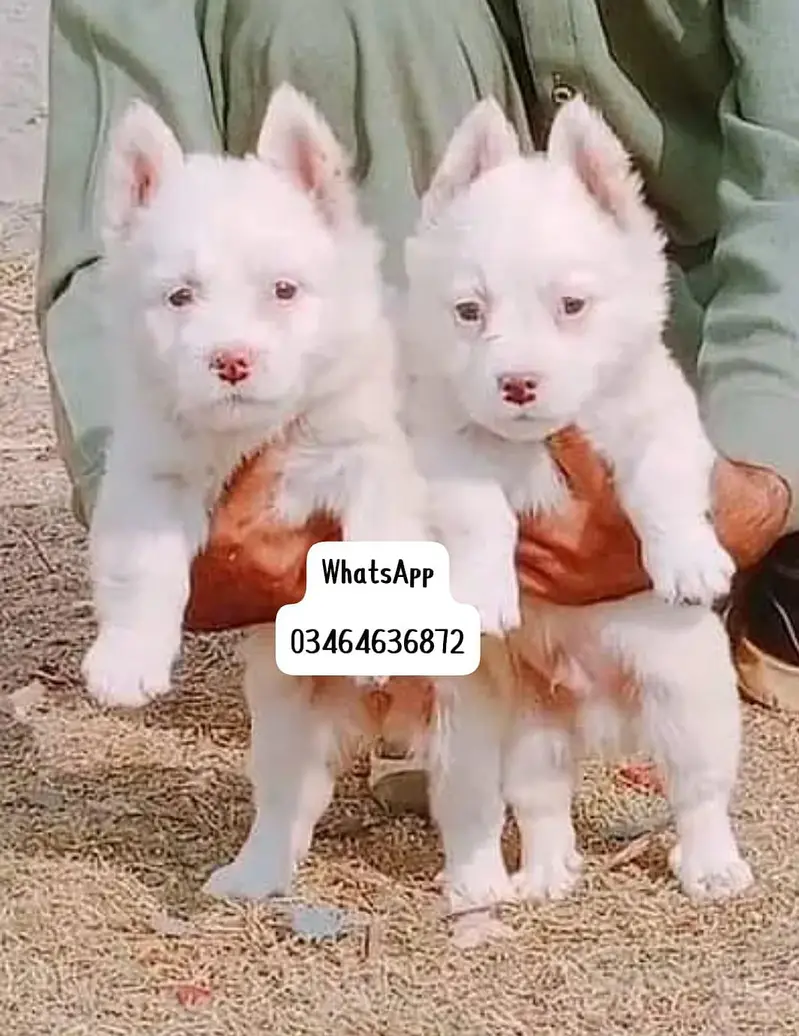 Russian puppy dogs 2 month age full active delivery or Pakistan — photo 2