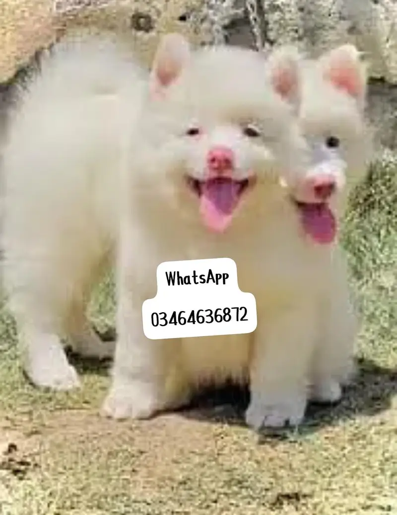 Russian puppy dogs 2 month age full active delivery or Pakistan — photo 3
