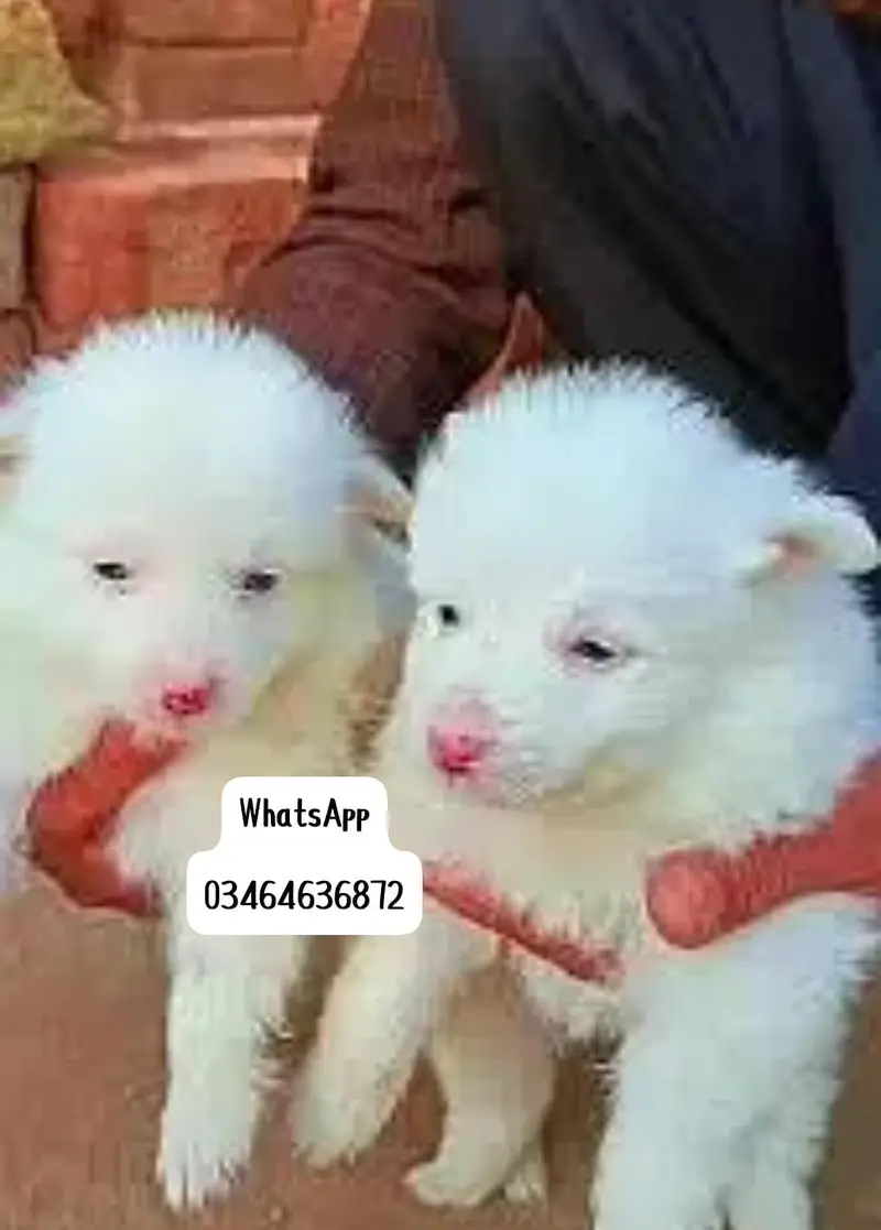 Russian puppy dogs 2 month age full active delivery or Pakistan — photo 4