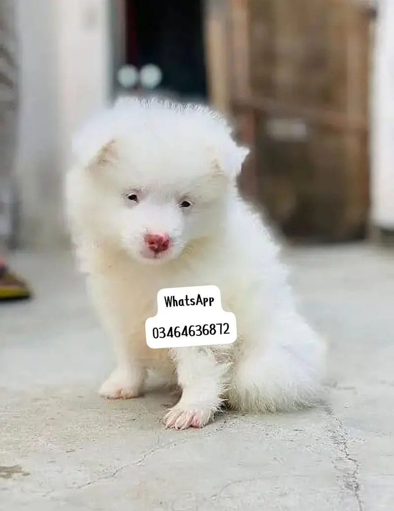Russian puppy dogs 2 month age full active delivery or Pakistan — photo 5