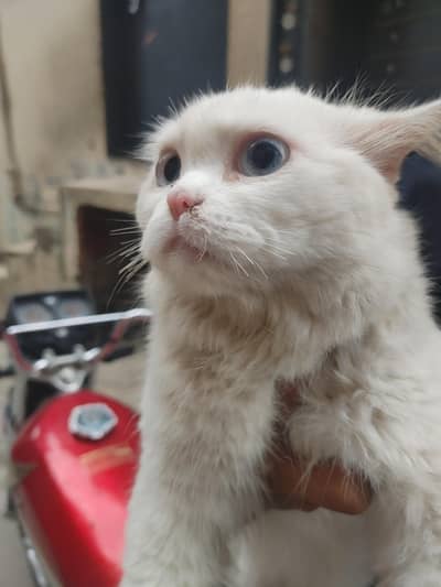 Parisian cat