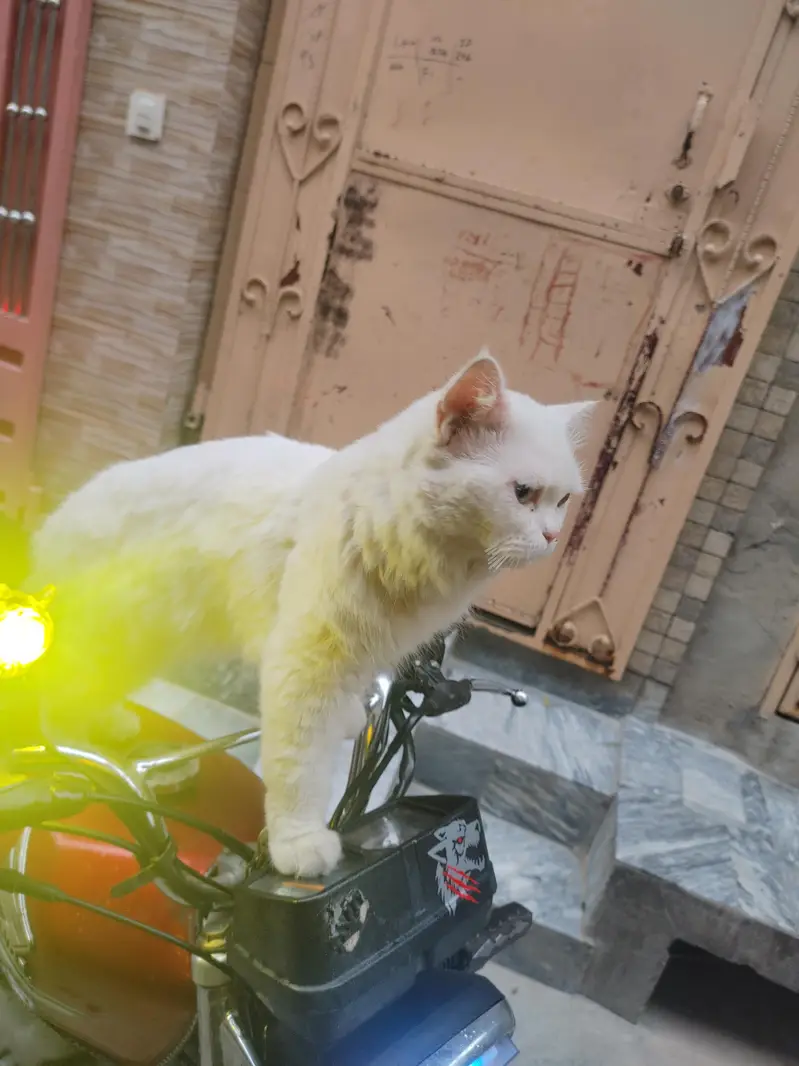 Parisian cat — photo 2