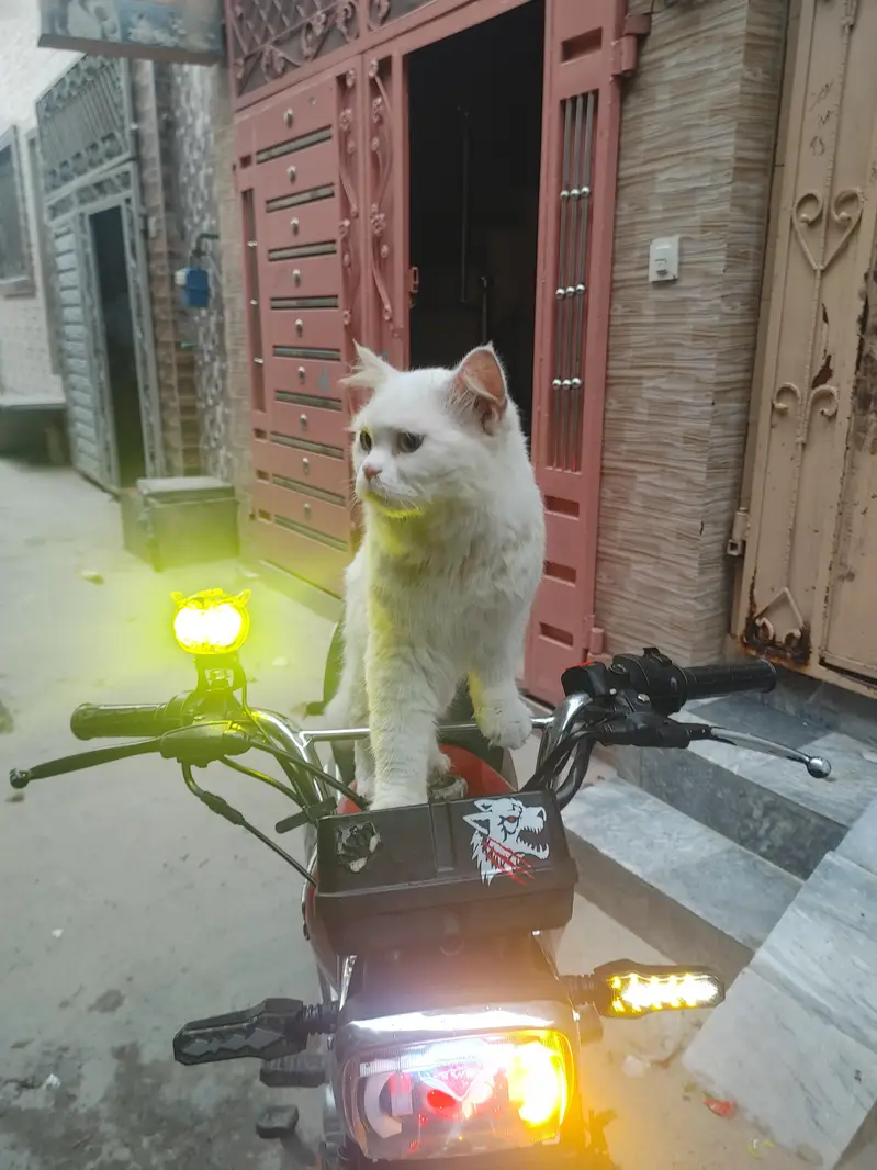Parisian cat — photo 3