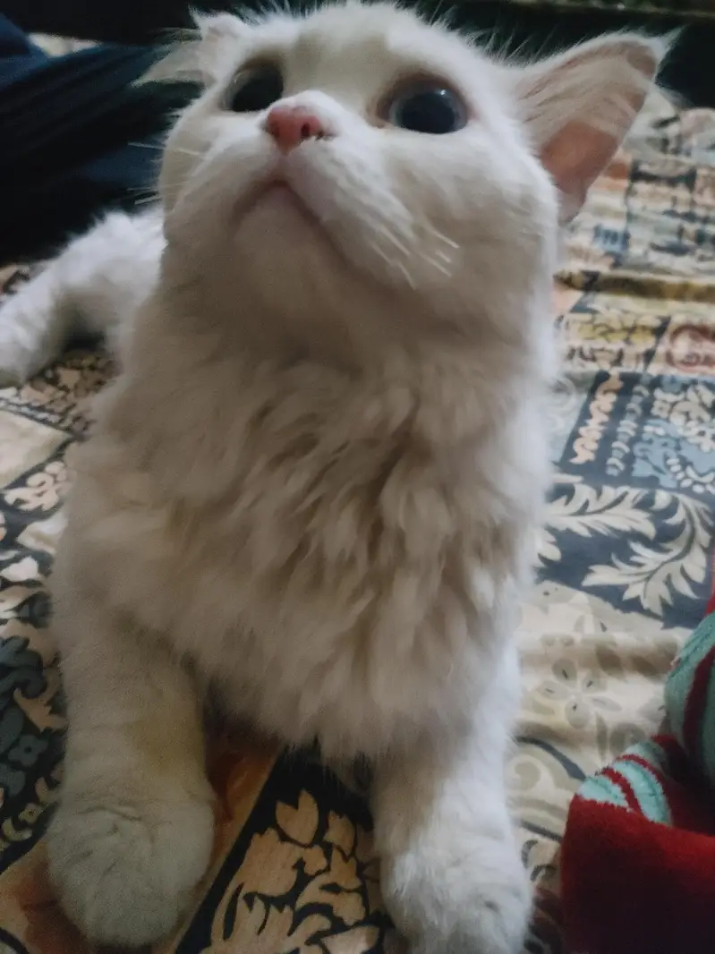 Parisian cat — photo 6