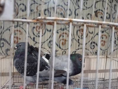 Piegion For Sale My WhatsApp number 03365011099