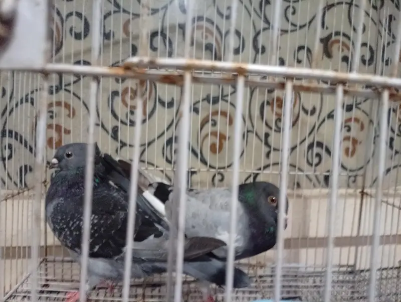 Piegion For Sale My WhatsApp number 03365011099