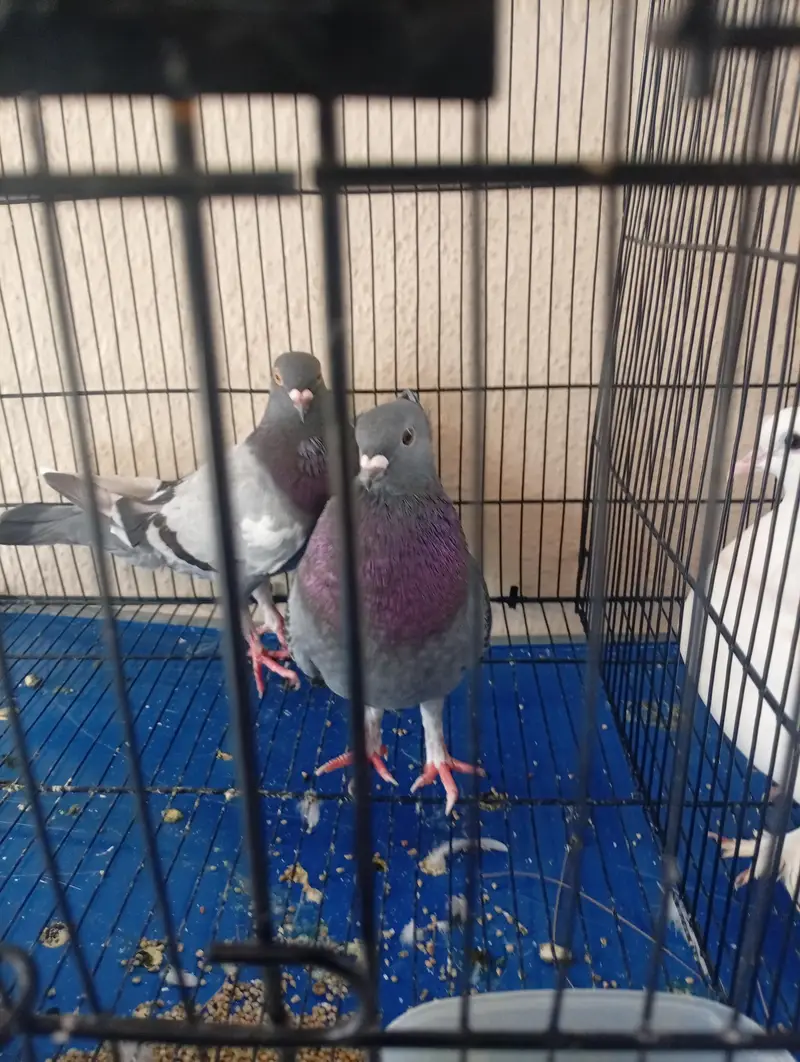 Piegion For Sale My WhatsApp number 03365011099 — photo 2