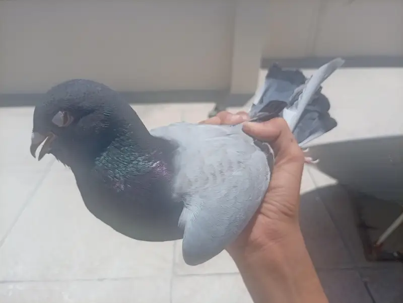 Piegion For Sale My WhatsApp number 03365011099 — photo 4