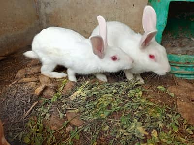 Rabbit 