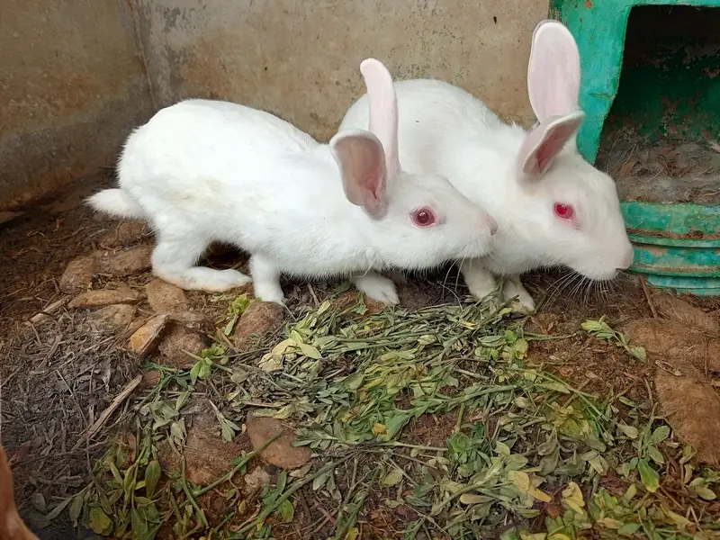 Rabbit 